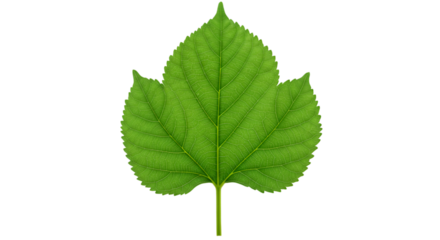 Green leaf detailed texture black background