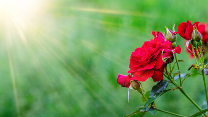 Obraz premium Luxurious red roses bloom against a sunny green garden backdrop, petals velvety, buds ready to open, tenderness and beauty of nature