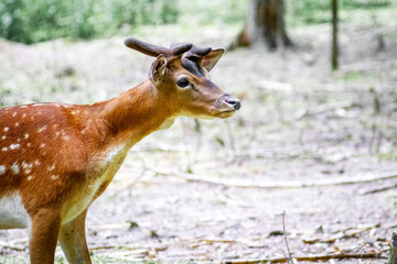 Charming spotted deer with small velvet antlers cautiously stepping through a forest glade, its large dark eyes attentively surveying the surroundings, graceful beauty of wildlife