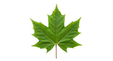 Fototapeta premium Green maple leaf black background