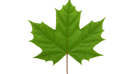 Green maple leaf black background