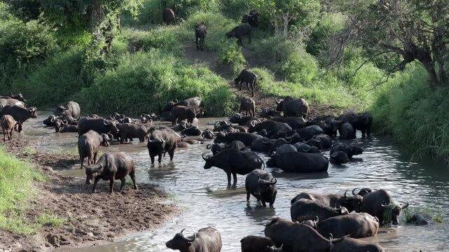 Cape buffalo cool down in partly dried up river