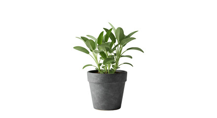 Fototapeta premium Green sage plant in gray pot