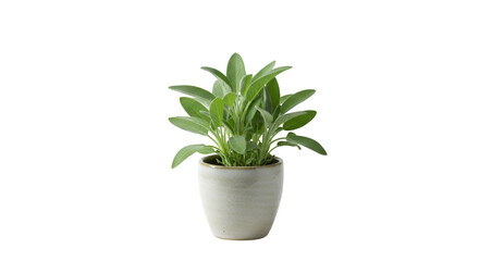 Fototapeta premium Green sage plant in white pot