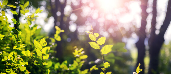 Young bright green hornbeam leaves with the first rays of spring sunshine piercing through the tree...