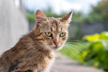 Thoughtful portrait of a tabby cat with piercing greenish-yellow eyes, looking sideways against a...