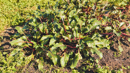 Fresh beetroot plants growing in fertile soil, thriving under sunlight in a vegetable garden,...