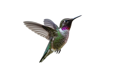 Hummingbird flight green pink isolated