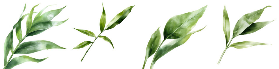 Obraz premium Elegant Green Leaves Isolated on White Background for Decoration