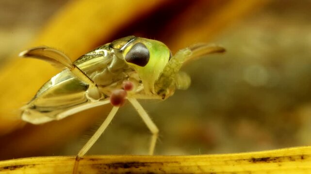 Adult Water Boatman (Cymatia americana) underwater, subduing and feeding on a newly captured midge larva (Chironomid), parasitic mite larvae attached to leg, extreme macro close-up, series 005