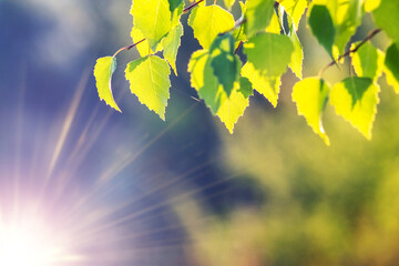 Tender green birch leaves on a slender branch illuminated by soft spring sun