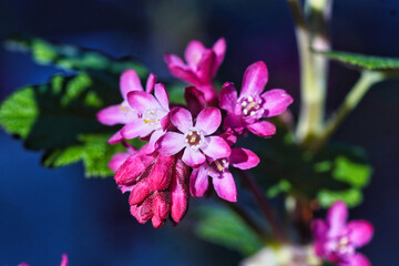Blüten des Blut-Johannisbeer-Strauches, Ribes sanguineum