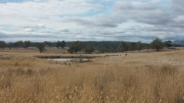 livestock in a meadow, sustainable carbon neutral farming being practiced. regenerative raised cows in a field. agricultural technology innovation.	
