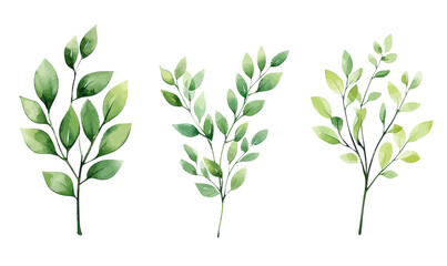 Fototapeta premium Elegant Watercolor Green Leaf Twigs Vector Illustration for Invitations and Design