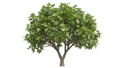 Lush fig tree abundant ripe figs