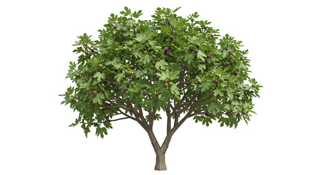 Lush fig tree abundant ripe figs