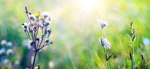 Flower heads of Narrowleaf Hawksbeard (Crepis tectorum) with seeds and blooming Sheep's-bit Scabious (Jasione montana) in a sunny meadow