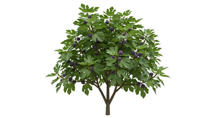 Lush fig tree with ripe fruit