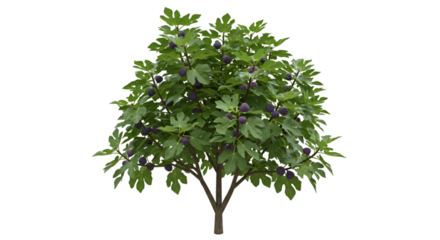 Lush fig tree with ripe fruit