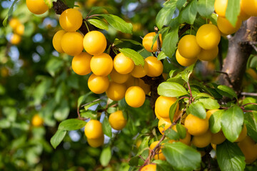 Abundant harvest of yellow Mirabelle plums (Prunus domestica subsp. syriaca) on tree branches with green leaves