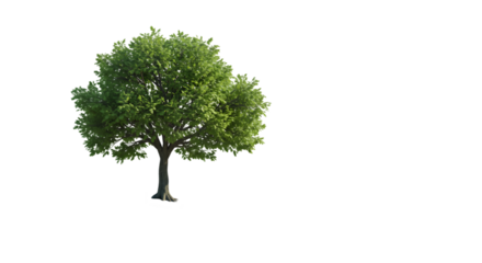 Lush green deciduous tree 3 d render