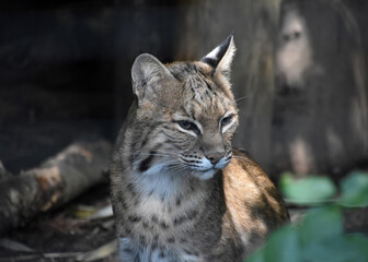 Wild Bobcat with a Perplexed Expression on his Face