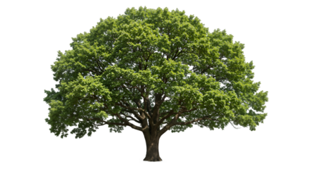 Lush green deciduous tree nature photography