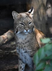 Scruffy Bobcat with his Ears Slightly Back
