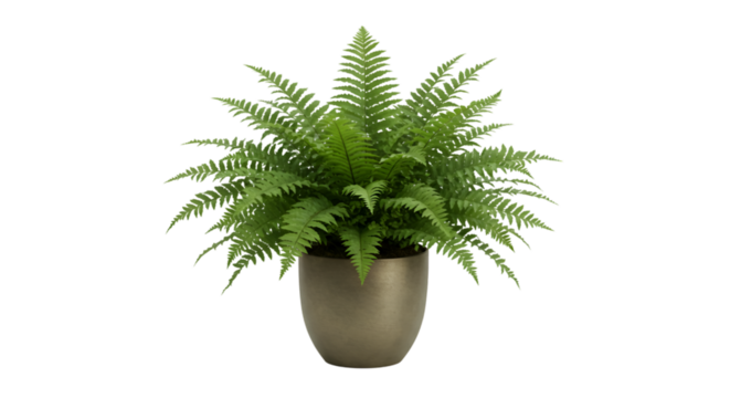 Lush green fern potted plant minimalist home decor