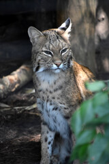 Wild Bobcat with One Ear Drawn Back