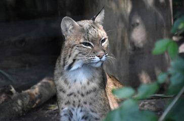 Fantastic Close up Look at a Bobcat