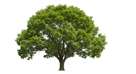 Lush green tree isolated black background