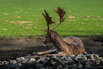 Majestic red deer with large antlers on green grass in scenic Bavarian nature — a striking wildlife moment ideal for nature, editorial, travel, or educational themes.