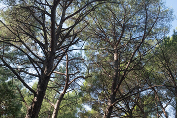 Lush Forest Canopy with Tall Trees and Clear Blue Sky. The towering trees and their interwoven branches create a natural atmosphere, ideal for themes of tranquility, nature, and outdoor exploration.