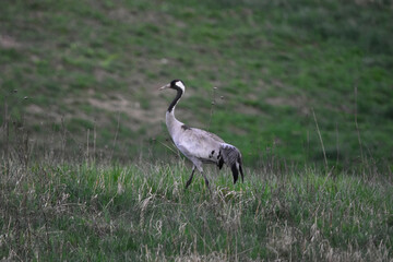 A crane feeding in a meadow in Warmia, Poland