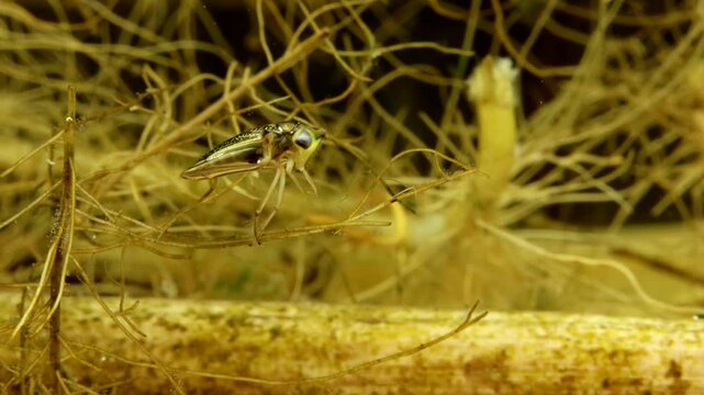 Adult Water Boatman (Cymatia americana) underwater, sitting in a tangle of dead plant roots before swimming away, macro close-up. 