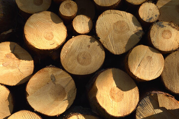 Holz, Baumschnitt als Hintergrund