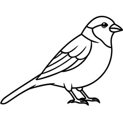 Minimalist Sparrow Line Art Vector