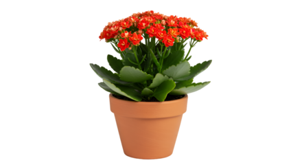 Orange kalanchoe plant in terracotta pot