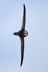 Common swift (Apus apus)