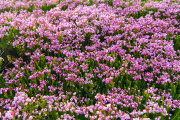 Mountain heather blossom. Pink mountain heather meadow flower. Meadow with wildflower of mountain heather flower in nature. Summer nature. Flowering plant. Flower of phyllodoce empetriformis
