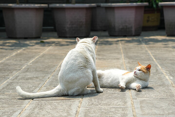 Cats fighting