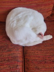 Dodo chat © Laurie