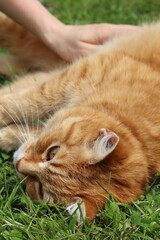 Close-up of a relaxed ginger cat lying on the green grass, enjoying gentle strokes from a human hand. The animal appears calm and content in a natural outdoor setting.