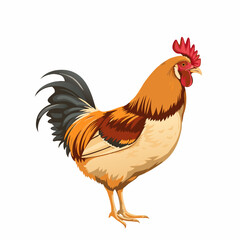 hen isolated on white background