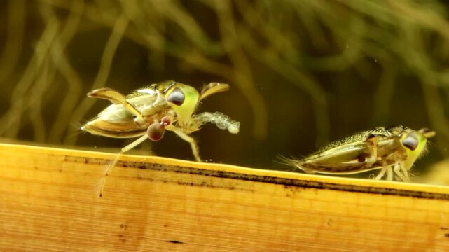 Adult Water Boatman (Cymatia americana) underwater, feeding on a midge larva (Chironomid), chironomid is almost an empty husk, parasitic mite larvae attached to leg, macro close-up, series 005. 