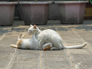 Cats fighting