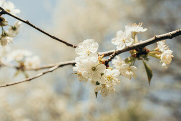 Blooming spring tree. Cherry blossoms