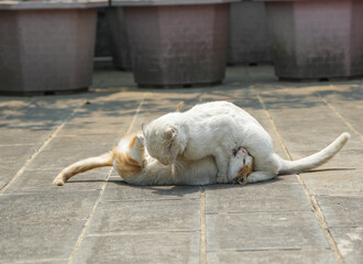 Cats fighting