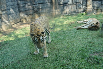 bengal tiger in the zoo